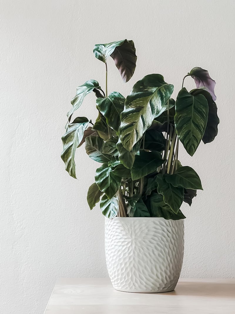 Indoor Greenery